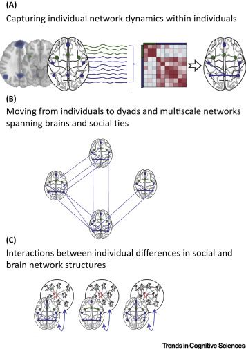 neural and social networks|Brain and Social Networks: Fundamental Building Blocks of .